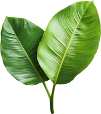 Care Icon